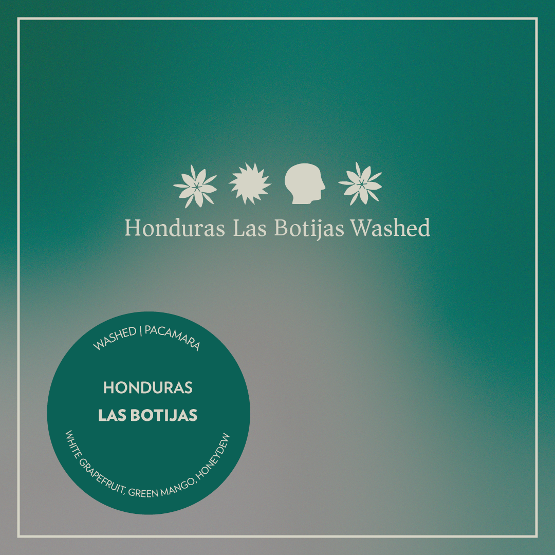 Honduras - Las Botijas - Washed Pacamara
