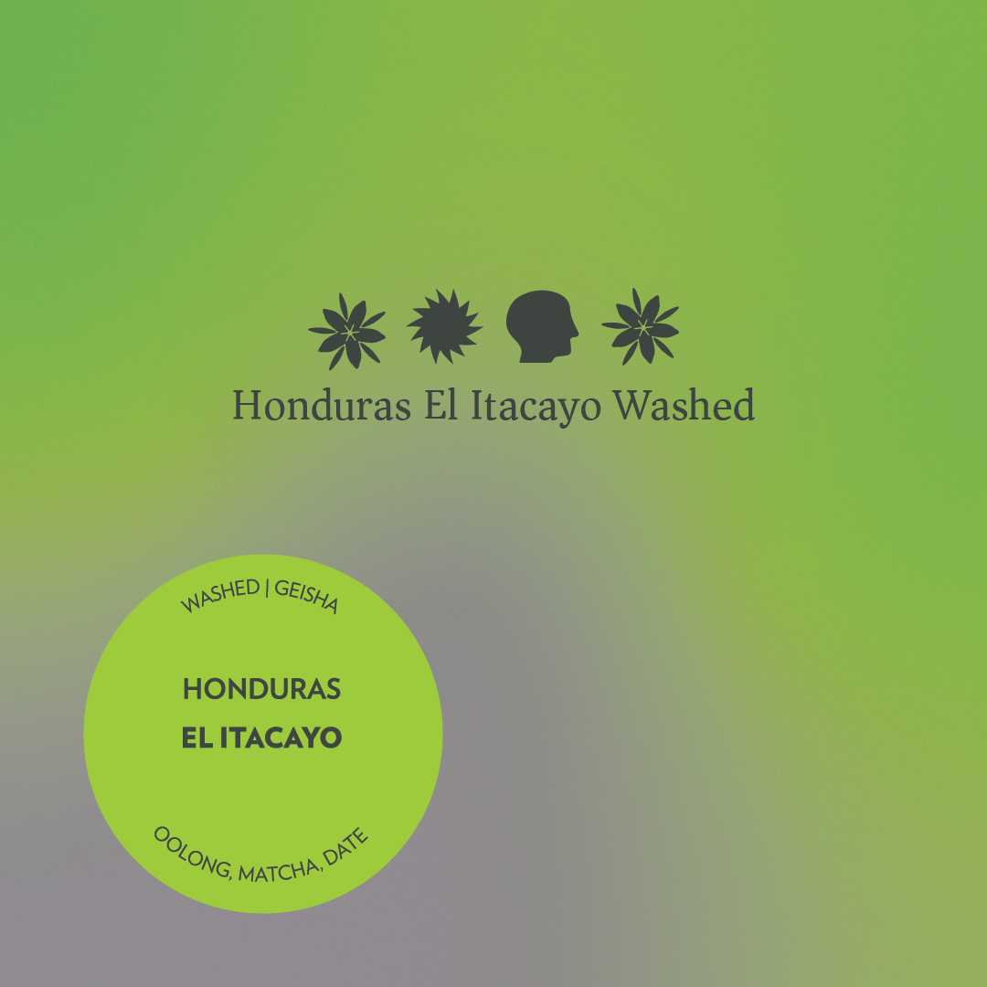 Honduras - El Itacayo - Washed Geisha