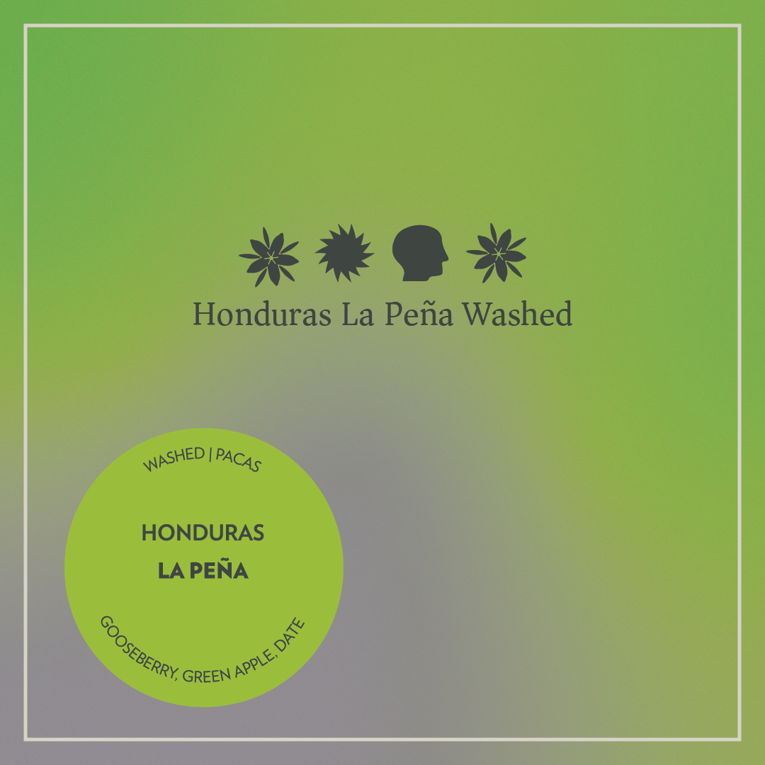 Photo of Honduras - La Peña - Washed Pacas