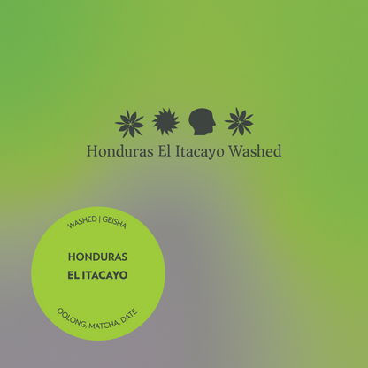Honduras - El Itacayo - Washed Geisha